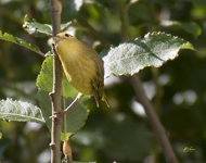 Yellow Warbler 4755
